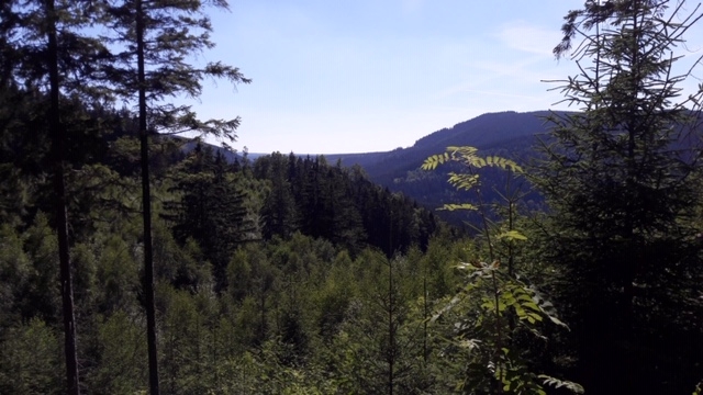 Blick in die Harzer Wälder